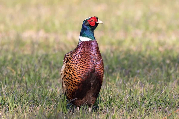 Faisán Campo — Foto de Stock