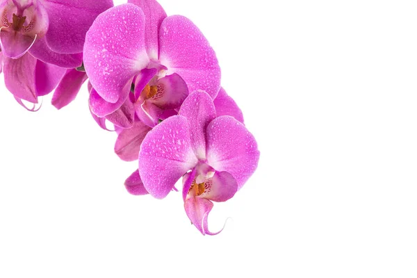 Orchidea Kwiat Różowy Wody Spadnie Białym Tle Białym Tle — Zdjęcie stockowe