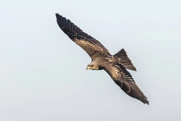 Een Vliegende Zwarte Vlieger Zoek Naar Voedsel — Stockfoto