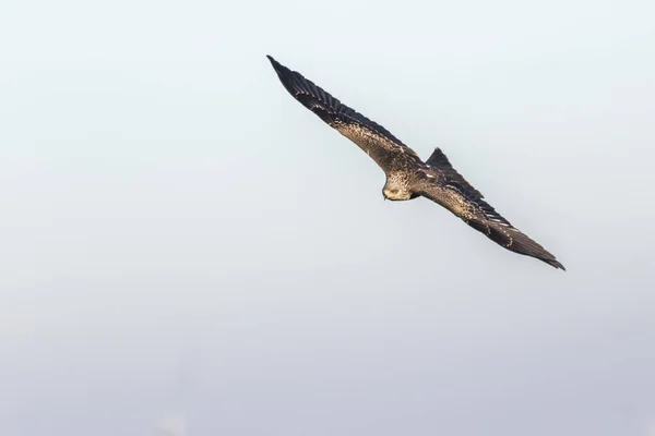 Flying Black Kite Looking Food — Stock Photo, Image