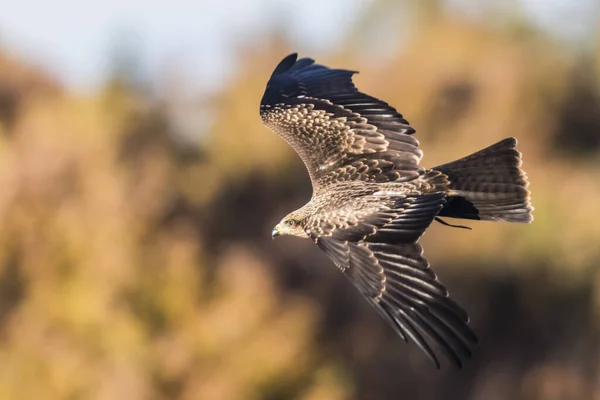 Cerf Volant Noir Recherche Nourriture — Photo