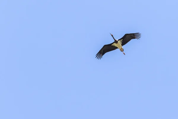 Una Cigüeña Negra Voladora Sur Saarpfalz — Foto de Stock
