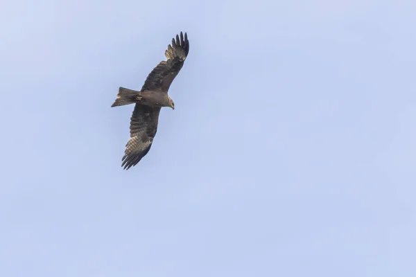 Una Cometa Negra Voladora Busca Comida —  Fotos de Stock