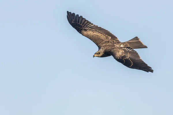 Летящий Чёрный Змей Поисках Еды — стоковое фото