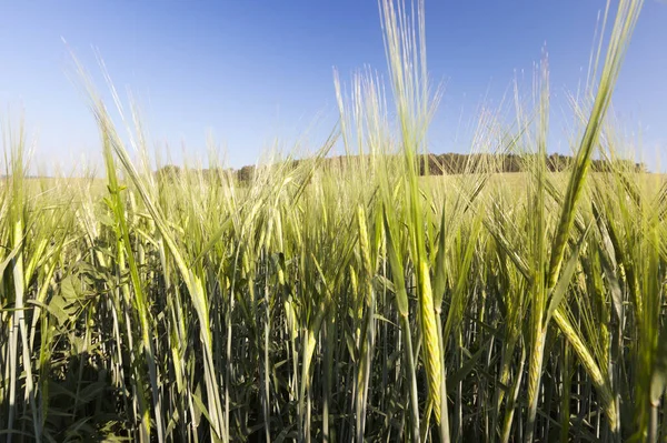 農業分野では夏に緑の熟していない小麦の耳です 写真は畑の奥の細かいところで撮影 — ストック写真
