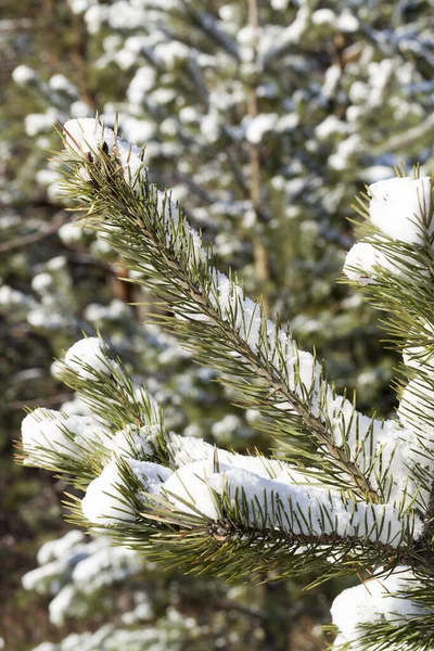 Obszar Leśny Obsadzony Sosnami Gałęziach Jodły Jest Biały Śnieg Opadach — Zdjęcie stockowe