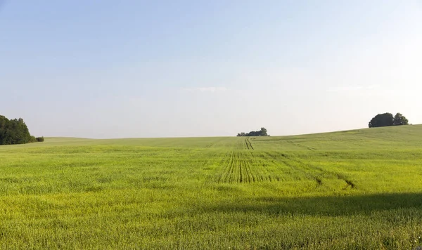 Agricultural Field Which Grows Green Unripe Wheat Grass Landscape Background — Stock Photo, Image