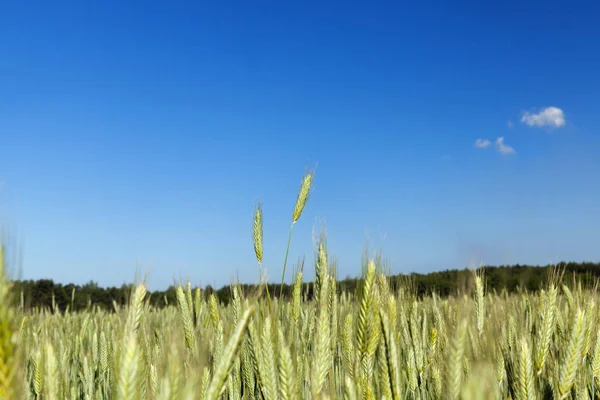 Landbouwgebied Waarop Onrijpe Jonge Granen Tarwe Groeien Blauwe Lucht Achtergrond — Stockfoto