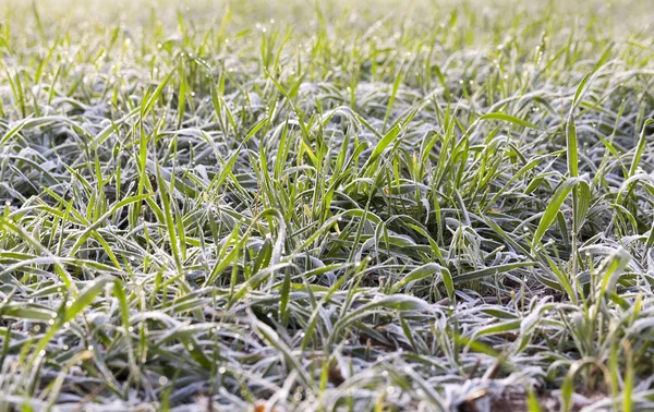 Photographie Gros Plan Jeunes Plantes Herbacées Blé Vert Poussant Sur — Photo