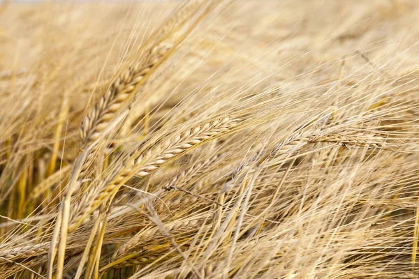 Zemědělské Pole Kterém Pěstuje Zralá Žlutá Pšenice Připravená Sklizni Fotografie — Stock fotografie