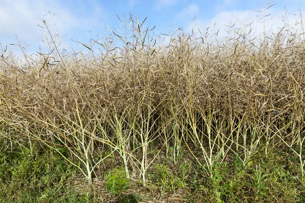 Campo Agrícola Que Crescem Canola Amadurecimento Close Foto — Fotografia de Stock