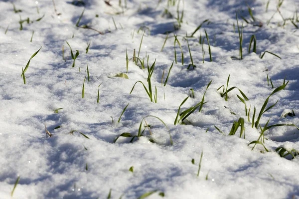 Nieve Blanca Después Que Nieve Había Caído Cubierto Tierra Campo —  Fotos de Stock