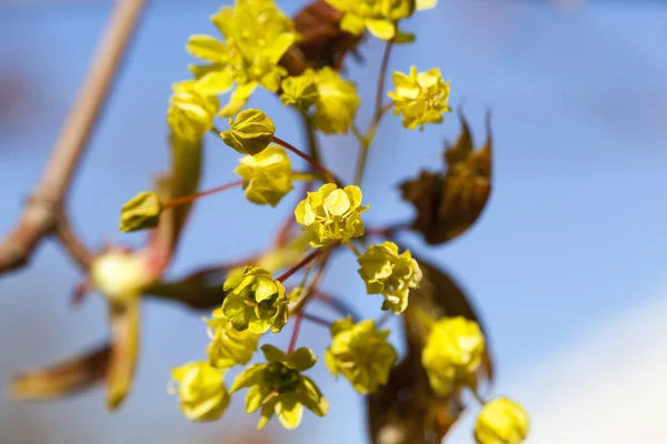 Blühender Baum Frühling Blumen Auf Ästen — Stockfoto