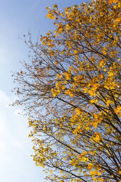 Żółknące Liście Klonach Sezonie Jesiennym Niebieskie Niebo Tle Zdjęcie Zrobione — Zdjęcie stockowe