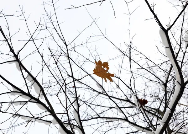 Oak Trees Growing Nature Winter Branches Last Orange Leaves Covered — Stock Photo, Image