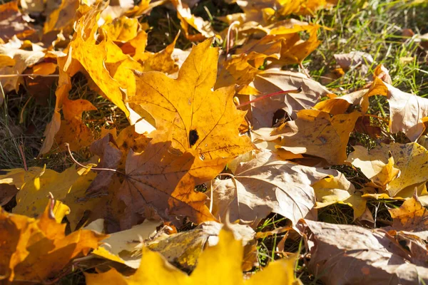 Yaciendo Suelo Hojas Arce Amarillo Temporada Otoño Ubicación Parque Pequeña —  Fotos de Stock