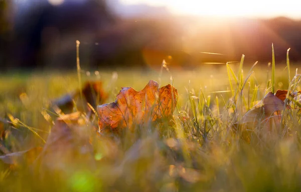 Couché Sur Sol Feuille Érable Les Tombés Cours Saison Automne — Photo