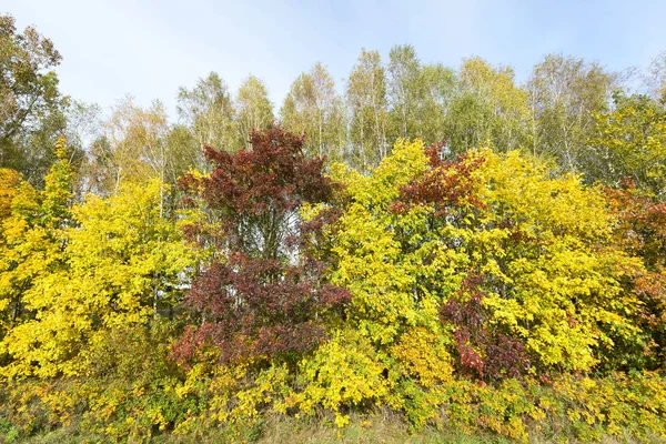 Vergilbte Blätter Ahornbäumen Der Herbstsaison Blauer Himmel Hintergrund Foto Aus — Stockfoto