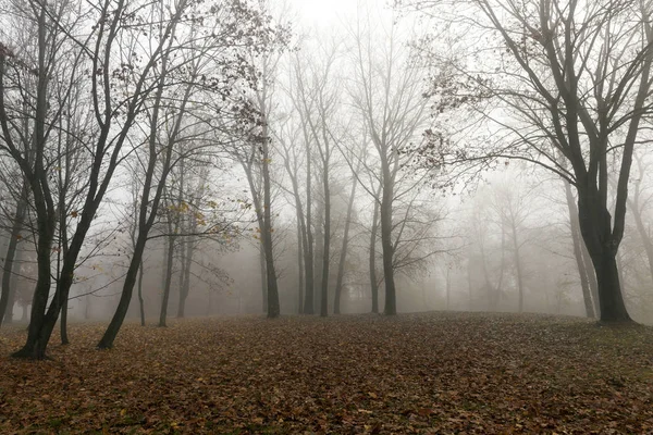 the trees growing in the park in autumn season in a small fog. The foliage of a maple fallen to the ground and the dark trunks of plants.