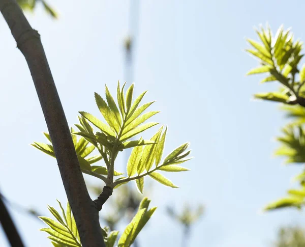 Verkade Färska Nya Gröna Blad Rönn Vårsäsongen Bakgrunden Blå Himmel — Stockfoto