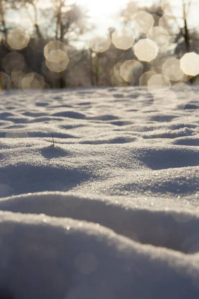 Drifts White Newly Fallen Snow Territory Forest Photo Taken Close — Stock Photo, Image