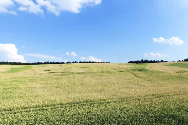 Fotografierte Grüne Unreife Ähren Sommer Landwirtschaftlichen Feld Blauer Himmel Mit — Stockfoto