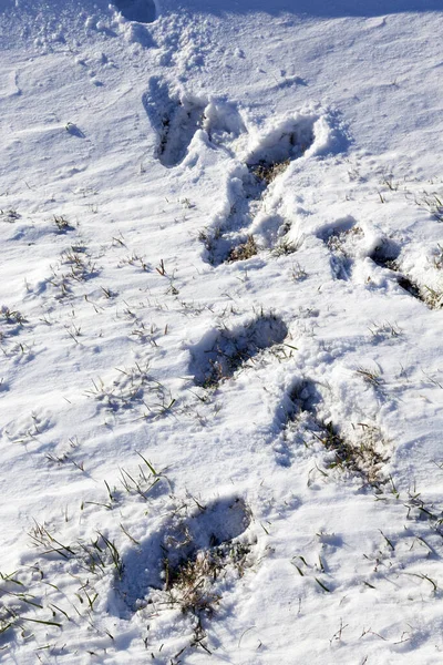 Κοντινό Πλάνο Φωτογραφημένη Επιφάνεια Της Χιονοστιβάδας Στην Οποία Ίχνη Από — Φωτογραφία Αρχείου