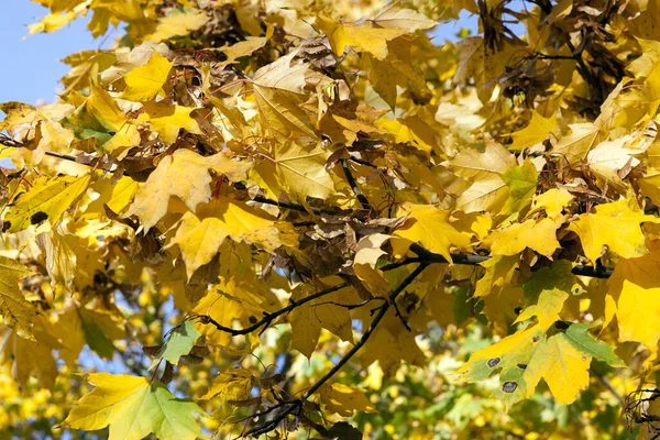 Κιτρινωπό Φύλλωμα Δέντρων Συμπεριλαμβανομένου Του Σφενδάμου Φθινόπωρο Του Έτους Περιοχή — Φωτογραφία Αρχείου