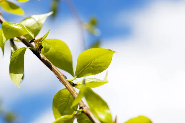 Sfotografowane Zbliżenie Lipy Zielonej Porze Wiosennej Roku Tle Błękitne Niebo — Zdjęcie stockowe