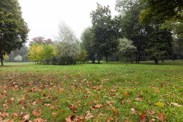 Alberi Acero Che Crescono Nel Parco Foto Del Paesaggio Autunnale — Foto Stock