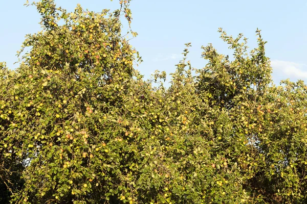 Πράσινα Άγουρα Μήλα Κρέμονται Στα Κλαδιά Των Δέντρων Κοντινό Πλάνο — Φωτογραφία Αρχείου