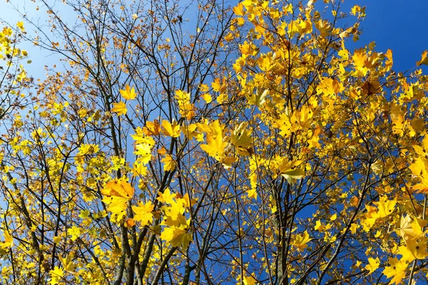 紅葉の秋には紅葉が見られる 写真は近くで撮影され 背景には青空が見えます 初秋の日差し — ストック写真