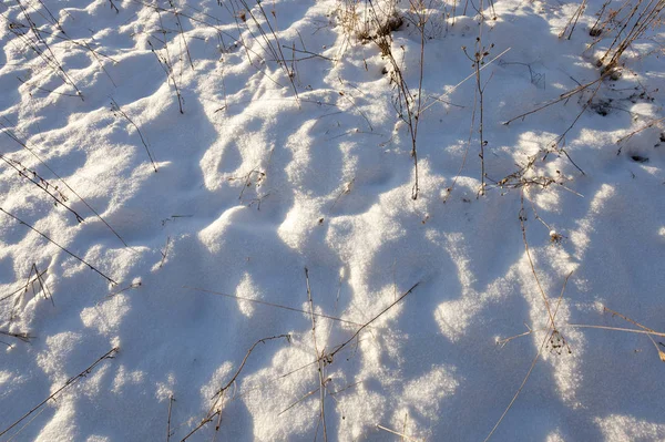 Saison Hivernale Neige Blanche Dérive Vers Herbe Fermée Qui Sèche — Photo