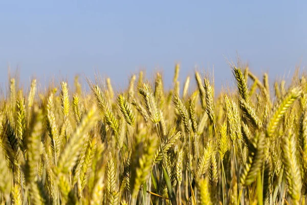 Tarım Alanında Olgunlaşmamış Sarı Buğday Yetişiyor Fotoğraf Yakın Plan Çekilmiş — Stok fotoğraf