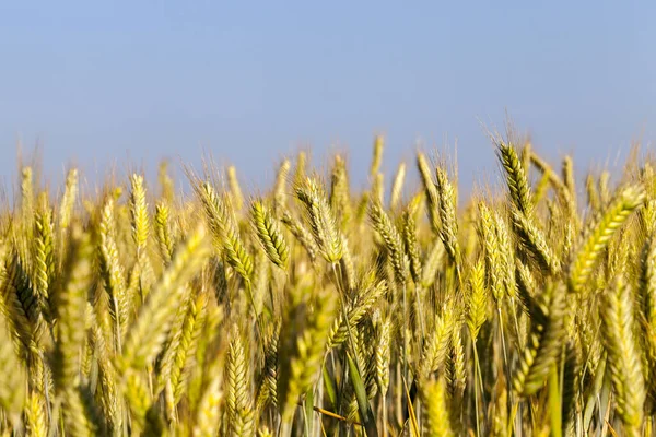 Campo Agrícola Que Crecen Trigo Amarillento Inmaduro Foto Tomada Cerca —  Fotos de Stock