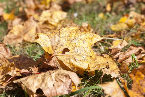 Πεσμένα Στο Έδαφος Κιτρινισμένα Φύλλα Σφενδάμου Την Φθινοπωρινή Περίοδο Μικρό — Φωτογραφία Αρχείου