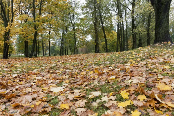 Feuilles Érable Jaunies Automne Photo Prise Gros Plan Avec Une — Photo