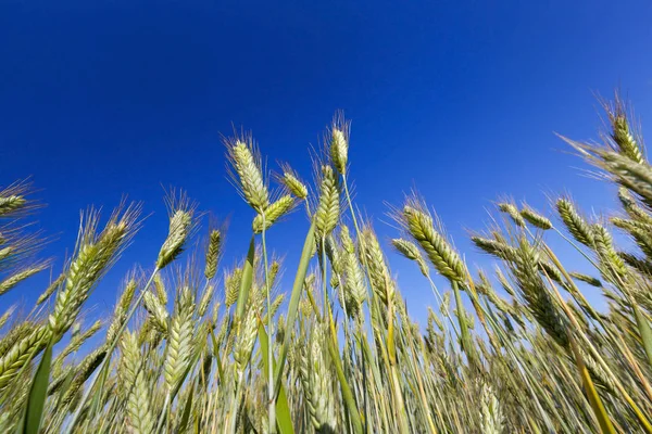 農業分野では夏に緑の熟していない小麦の耳です 写真は フィールドの小さな深さで撮影した 背景に青い空 — ストック写真