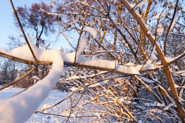 Die Bäume Die Winter Der Natur Wachsen Die Äste Sind — Stockfoto