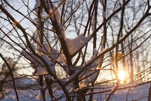 Fényképezte Téli Táj Fák Borított Után Egy Hóesés — Stock Fotó