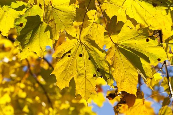 Brillante Amarillento Iluminado Por Luz Del Sol Hojas Arce Temporada — Foto de Stock