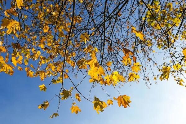 紅葉の時期には紅葉が見られます 背景に青い空 写真がクローズアップされました 公園の太陽の光で照らされています 植物の裸の枝の可視部分 — ストック写真
