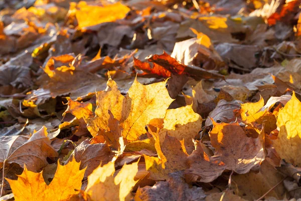 Fallen Ground Yellowed Maple Leaves Autumn Season Small Depth Field — Stock Photo, Image