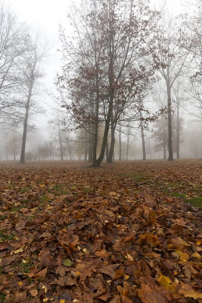 the trees growing in the park in autumn season in a small fog. The foliage of a maple fallen to the ground and the dark trunks of plants.