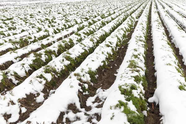 Agricultural Field Which Shows Crop Harvested Carrots Covered Snow Autumn — Stock Photo, Image
