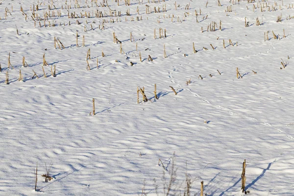 Поверхность Снега Сельскохозяйственном Поле Фотография Сделана Крупным Планом Зимний Сезон — стоковое фото