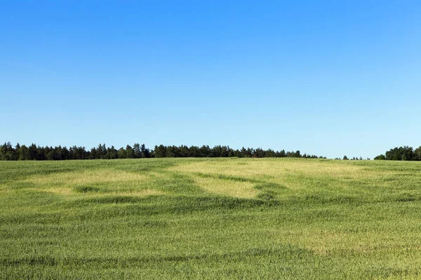 Agricultural Field Which Grow Immature Young Cereals Wheat Blue Sky — Stock Photo, Image