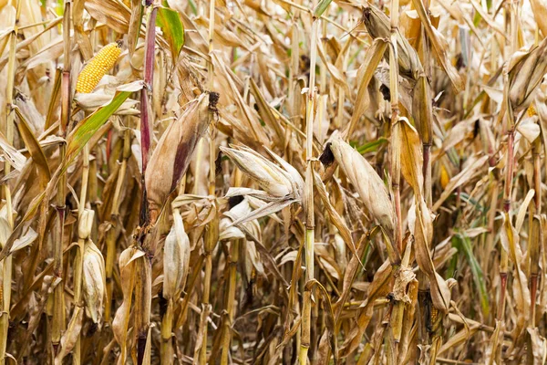 Сельскохозяйственное Поле Которое Выращивает Спелую Желтую Кукурузу Крупный План Осенний — стоковое фото