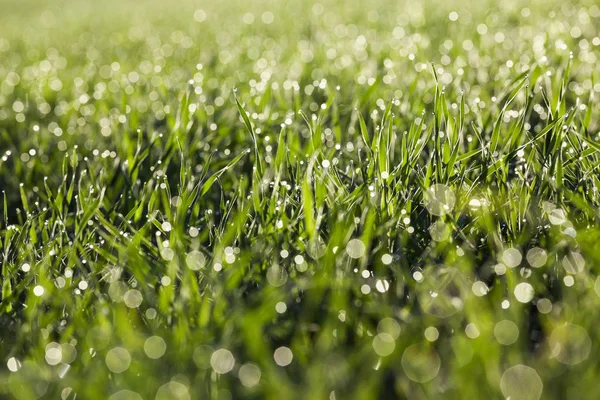 Photographed Close Young Grass Plants Green Wheat Growing Agricultural Field — Stock Photo, Image