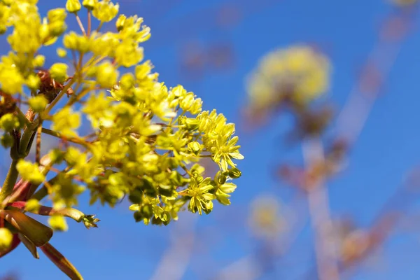 Blühender Baum Frühling Blumen Auf Ästen — Stockfoto